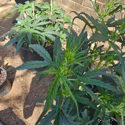 Quick One Auto #2 growlog photo: Buds coming in