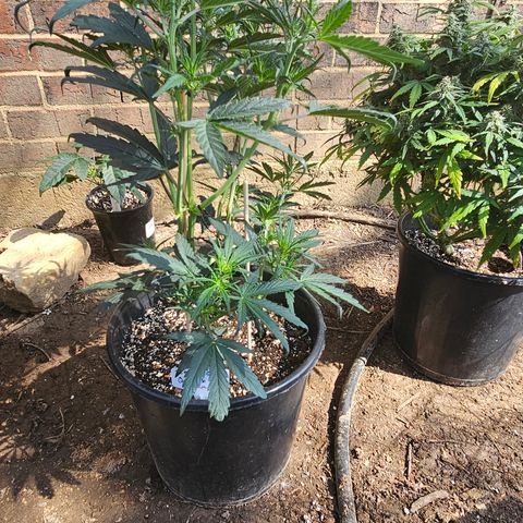 Quick One Auto #2 growlog photo: Buds coming in