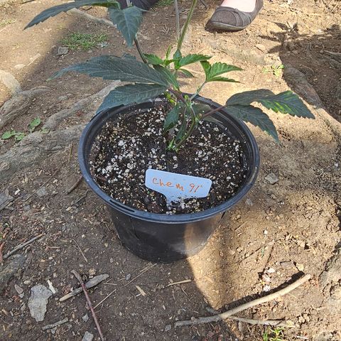 Chem 91  #1 growlog timeline photo