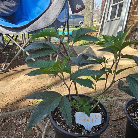 Chem 91  #2 growlog timeline photo