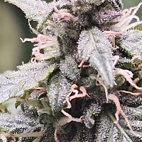 Quick One Auto growlog photo: Prolly going to harvest in the next 2 days might wait a tiny bit longer but it looks done to me lots of red hairs a few amber trics not many but it's right their