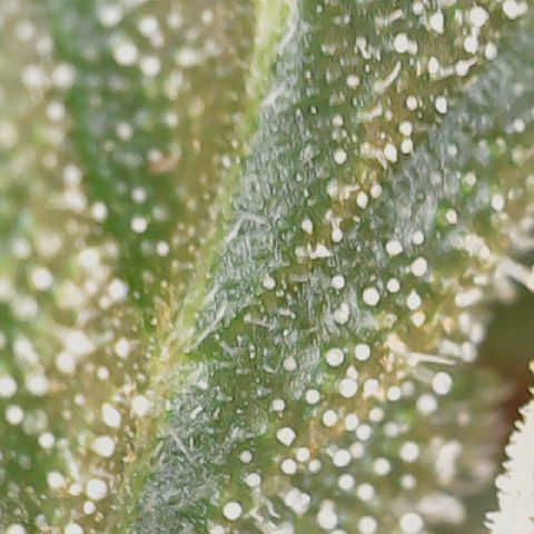 Quick One Auto growlog photo: Prolly going to harvest in the next 2 days might wait a tiny bit longer but it looks done to me lots of red hairs a few amber trics not many but it's right their