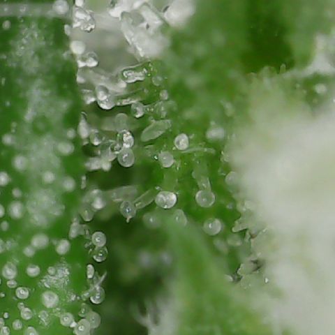 Quick One Auto growlog photo: Prolly going to harvest in the next 2 days might wait a tiny bit longer but it looks done to me lots of red hairs a few amber trics not many but it's right their