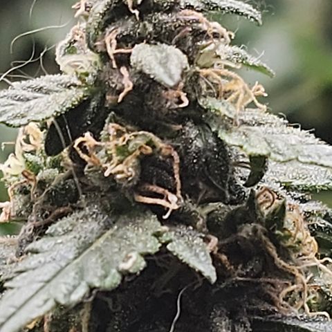 Quick One Auto growlog photo: Prolly going to harvest in the next 2 days might wait a tiny bit longer but it looks done to me lots of red hairs a few amber trics not many but it's right their