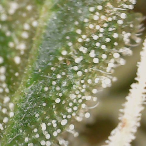 Quick One Auto growlog photo: Prolly going to harvest in the next 2 days might wait a tiny bit longer but it looks done to me lots of red hairs a few amber trics not many but it's right their