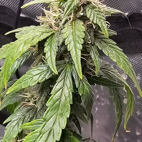 Quick One Auto growlog photo: Prolly going to harvest in the next 2 days might wait a tiny bit longer but it looks done to me lots of red hairs a few amber trics not many but it's right their