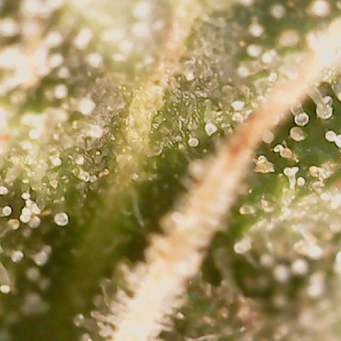 Quick One Auto growlog photo: Prolly going to harvest in the next 2 days might wait a tiny bit longer but it looks done to me lots of red hairs a few amber trics not many but it's right their
