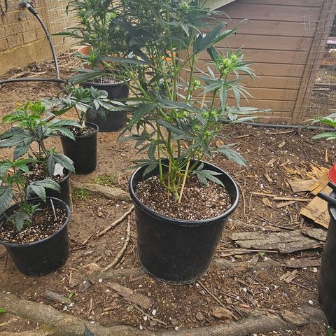Quick One Auto #2 growlog timeline photo