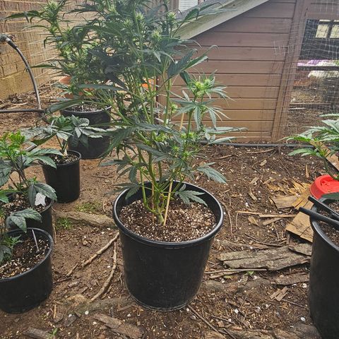 Quick One Auto #2 growlog timeline photo