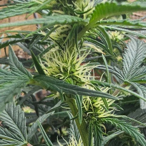 Quick One Auto #2 growlog timeline photo