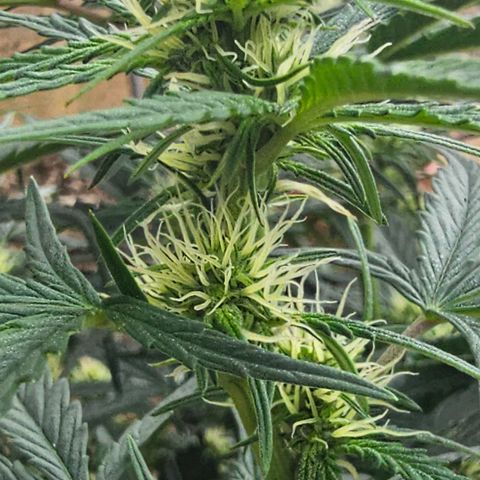Quick One Auto #2 growlog timeline photo