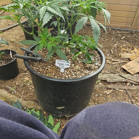 Golden Lemon Haze growlog timeline photo