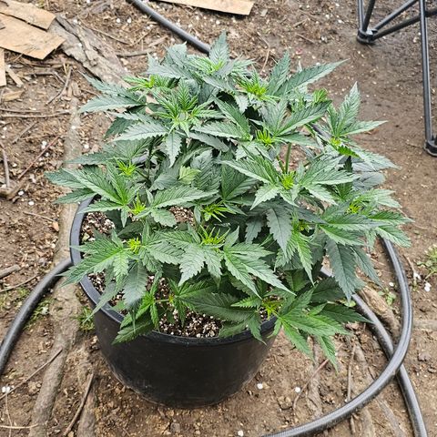 Golden Lemon Haze growlog timeline photo