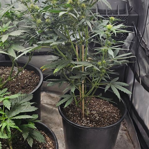 Quick One Auto #2 growlog timeline photo