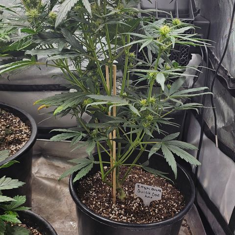 Quick One Auto #2 growlog timeline photo