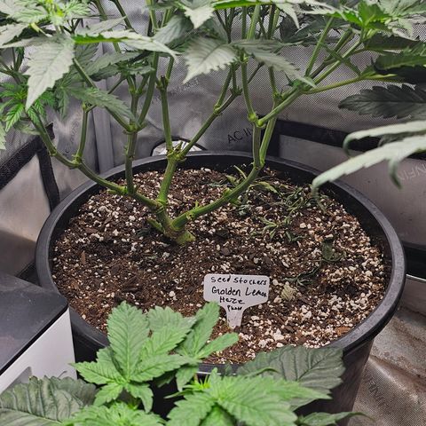 Golden Lemon Haze growlog timeline photo