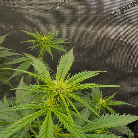 Golden Lemon Haze growlog timeline photo