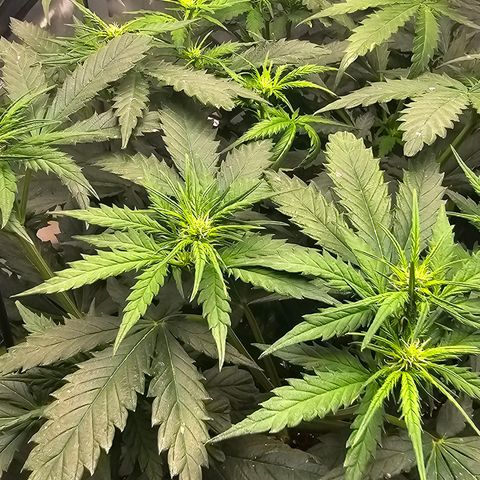 Golden Lemon Haze growlog timeline photo