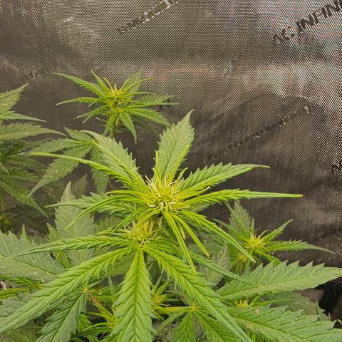 Golden Lemon Haze growlog timeline photo