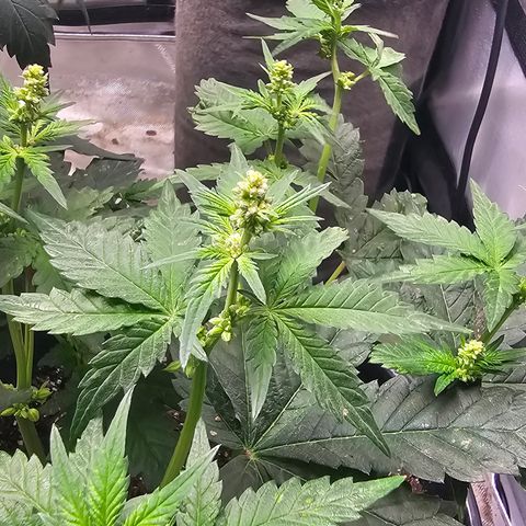 Golden Lemon Haze growlog timeline photo