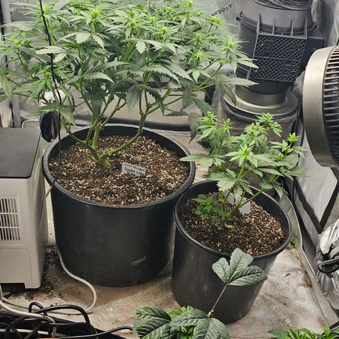 Golden Lemon Haze growlog timeline photo