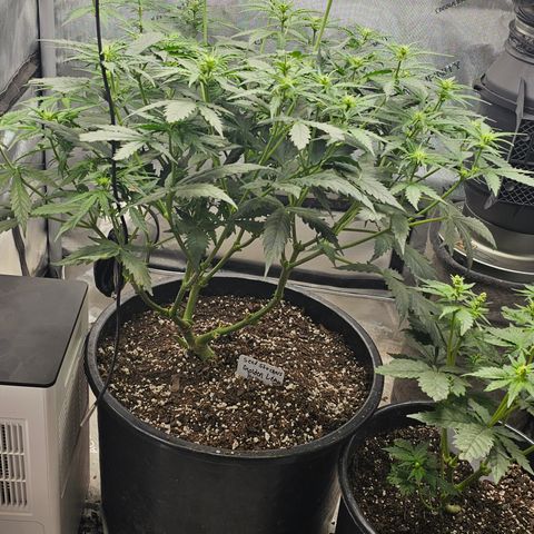 Golden Lemon Haze growlog timeline photo