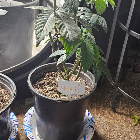 Chem 91  #2 growlog timeline photo