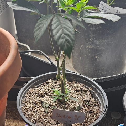 Chem 91  #1 growlog timeline photo