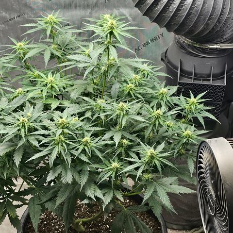 Golden Lemon Haze growlog photo: Officially considered pollinated seeing the sacks to fill up 