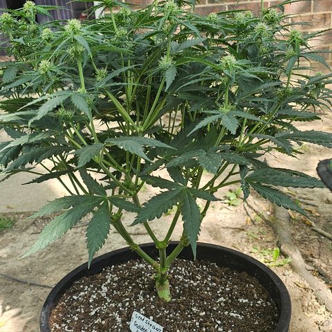 Golden Lemon Haze growlog photo: Officially considered pollinated seeing the sacks to fill up 