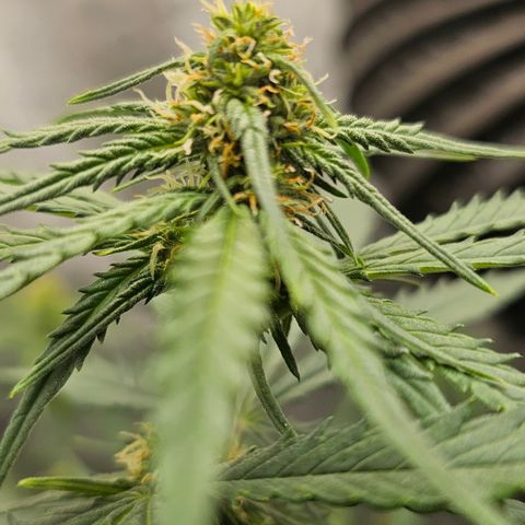 Golden Lemon Haze growlog timeline photo