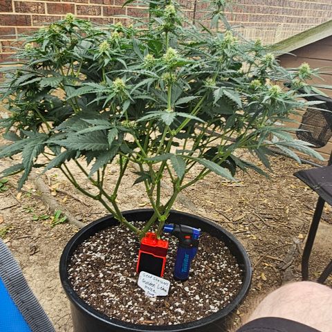Golden Lemon Haze growlog timeline photo