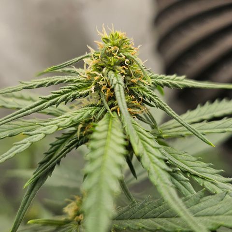 Golden Lemon Haze growlog timeline photo