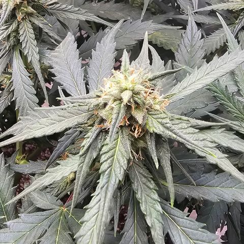 Golden Lemon Haze growlog photo: Seeds really growing