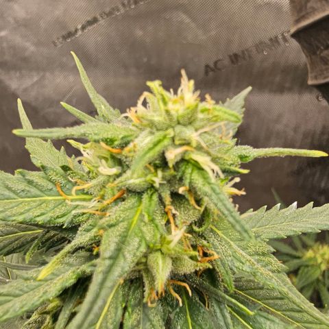 Golden Lemon Haze growlog photo: Seeds really growing