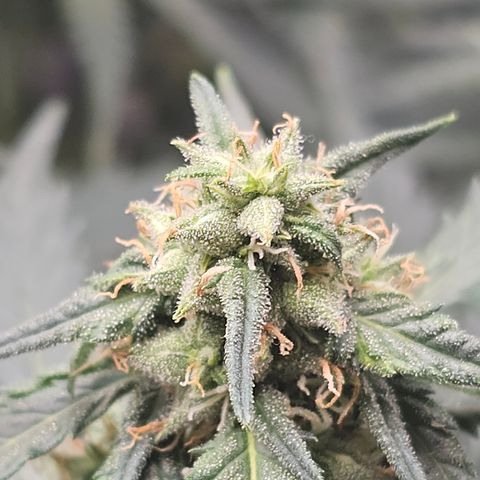 Golden Lemon Haze growlog photo: Seeds really growing