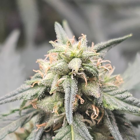 Golden Lemon Haze growlog photo: Seeds really growing