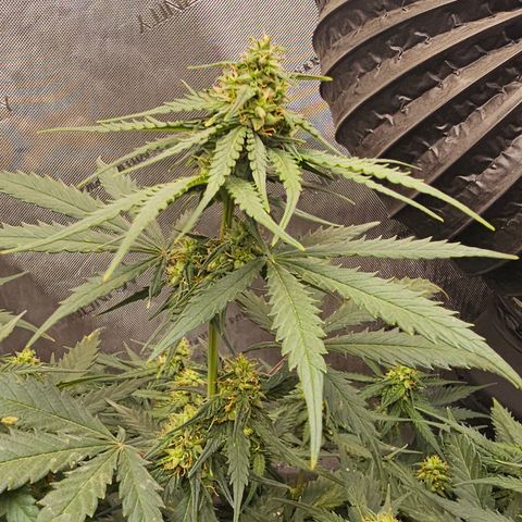 Golden Lemon Haze growlog photo: Seeds really growing