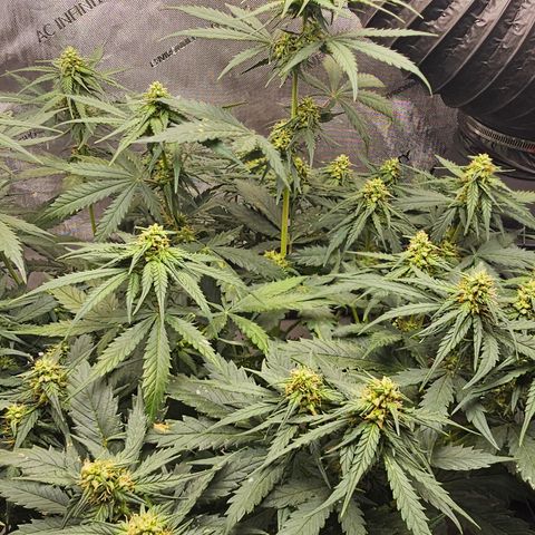 Golden Lemon Haze growlog photo: Seeds really growing