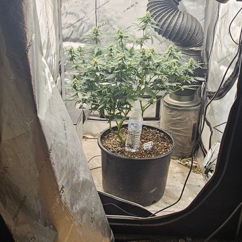 Golden Lemon Haze growlog photo: Seeds really growing