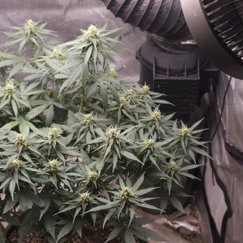 Golden Lemon Haze growlog photo: Seeds coming in good huge trichs smell is astounding 