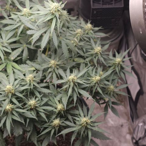 Golden Lemon Haze growlog photo: Seeds coming in good huge trichs smell is astounding 