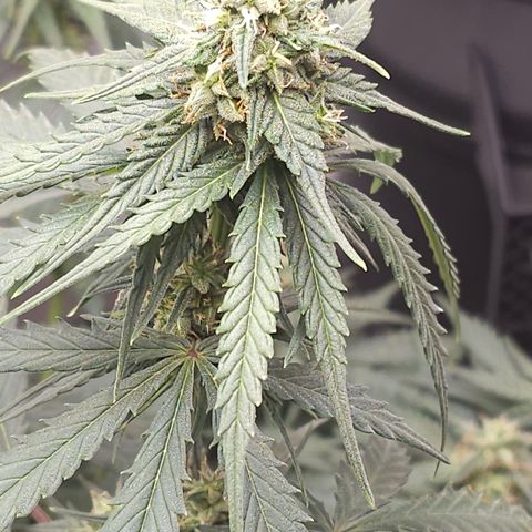 Golden Lemon Haze growlog photo: Seeds coming in good huge trichs smell is astounding 