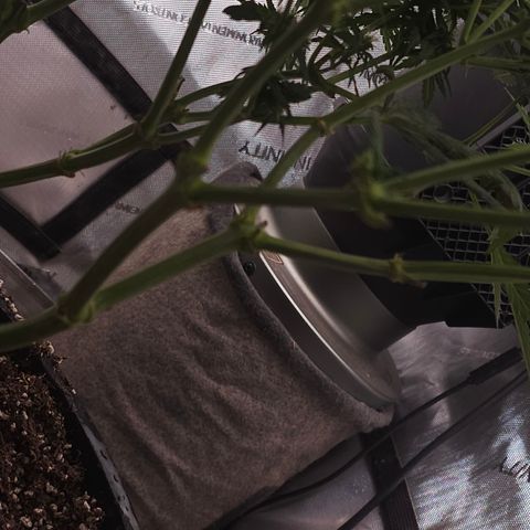 Golden Lemon Haze growlog photo: Seeds coming in good huge trichs smell is astounding 