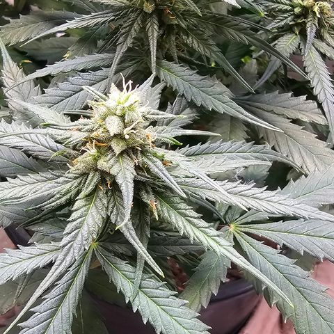Golden Lemon Haze growlog timeline photo