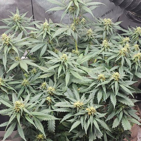 Golden Lemon Haze growlog timeline photo