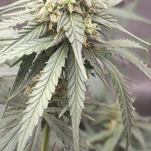 Golden Lemon Haze growlog photo: Seeds coming in good huge trichs smell is astounding 
