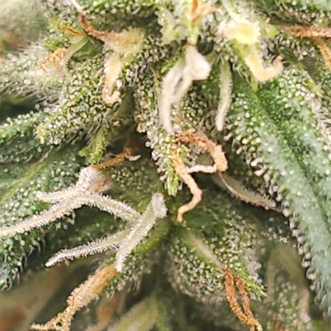 Golden Lemon Haze growlog photo: Seeds coming in good huge trichs smell is astounding 