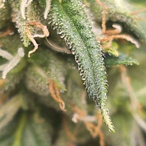 Golden Lemon Haze growlog photo: Seeds coming in good huge trichs smell is astounding 