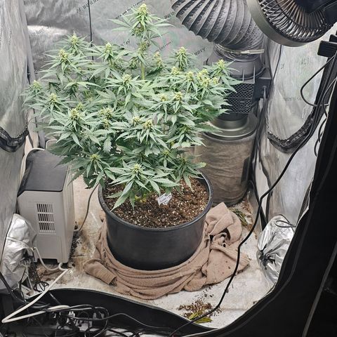 Golden Lemon Haze growlog timeline photo